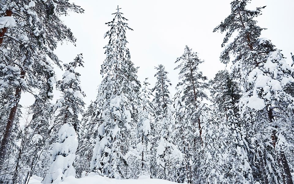 Schneebedeckter Wald in der finnischen Wildnis