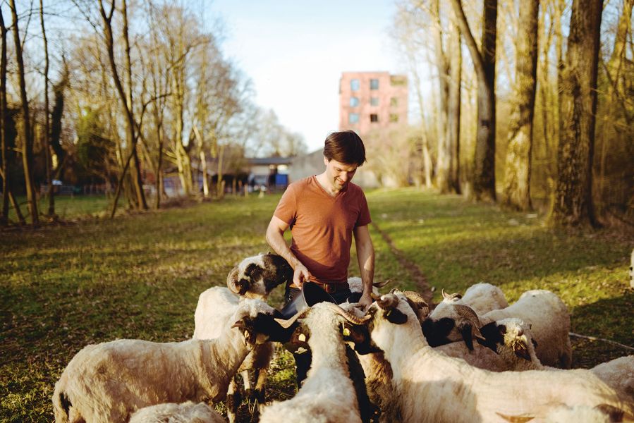 Nikolas Fricke füttert seine Walliser Schwarznasen Schafe in den Münchner Isarauen.