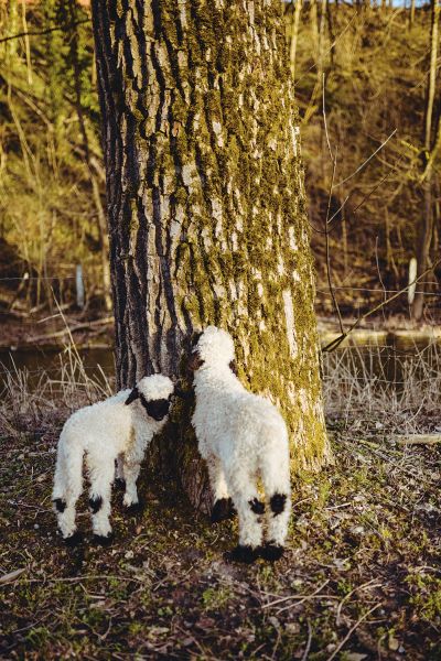 Zwei Walliser Schwarznasen Lämmer an einem Baum