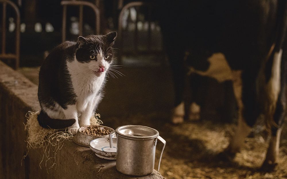 Katze sitzt in Kuhstall auf Balken und trinkt Milch