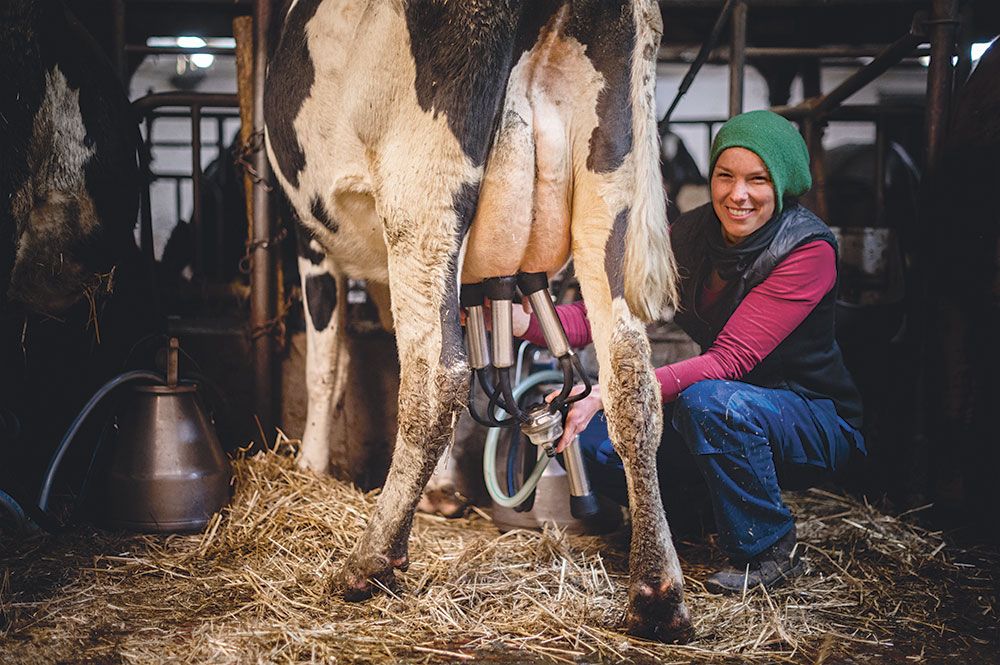 Bäuerin Julia Galloth sitzt auf einem Melkschemel und melkt eine Kuh