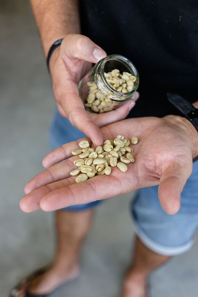 Male hand with raw, unroasted coffee beans