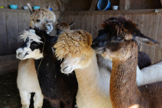 Fünf unterschiedlich farbige Alpakas stehen nebeneinander im Stall
