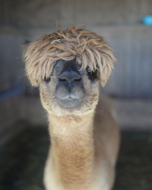 Light brown alpaca with fur over its eyes stands in the stable