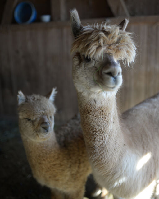 A white alpaca stands in the stable with its baby alpaca