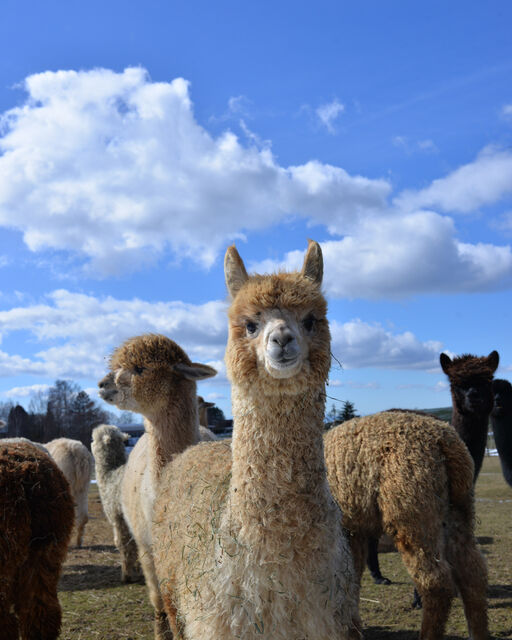 A light-coloured alpaca stands in front of its herd on the field in bright sunshine and smiles into the camera