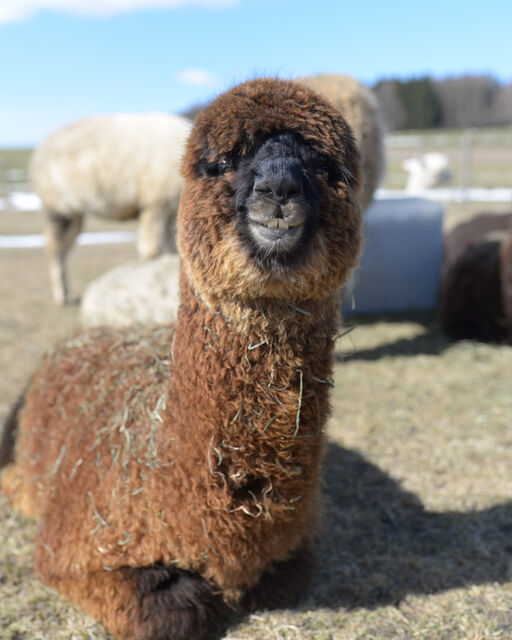 Dark brown alpaca lies in the sunshine on the grass and smiles, teeth pointing, into the camera