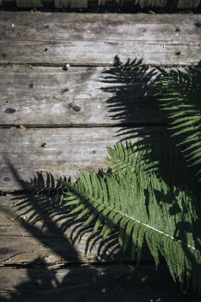 Green fern on the jetty of the Krossinsee