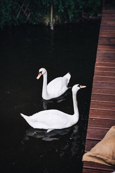 Two white swans in the water beside the jetty