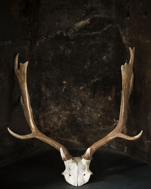 Deer antlers hanging on black wall