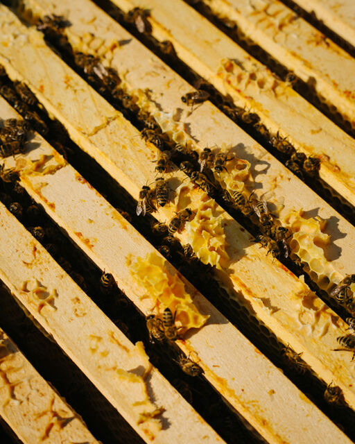Nahaufnahme eines Bienenstocks mit Bienenwaben auf Holzbrettern