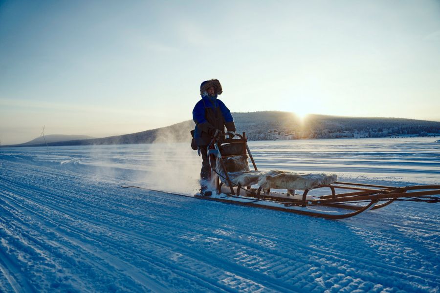 Dog sledge driver drives in the sunset over snow-covered plain in Lappland