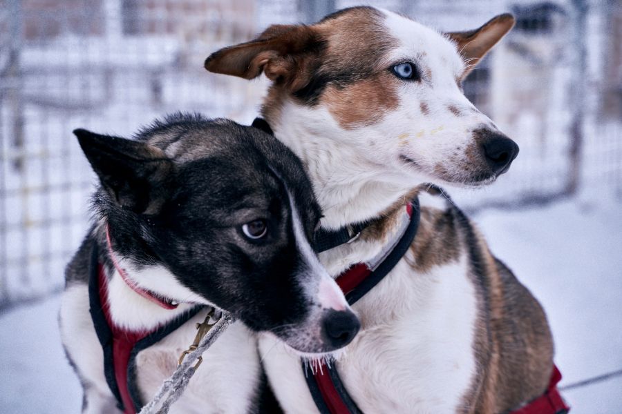 Close-up of two sled dogs with harness