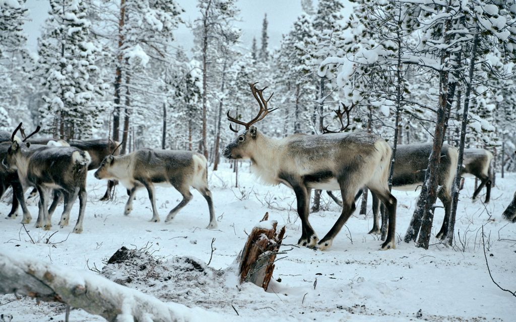 Reindeer walking in snow-covered forest