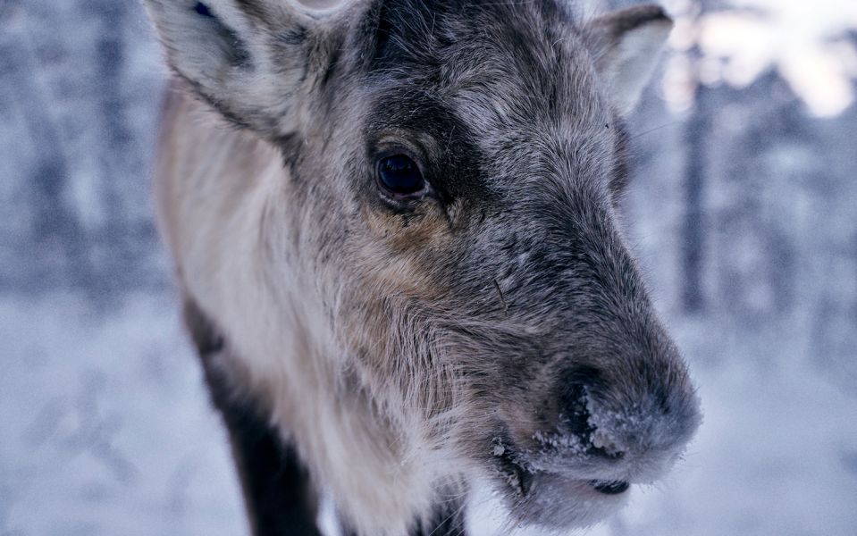 Close-up of a reindeer looking into the camera