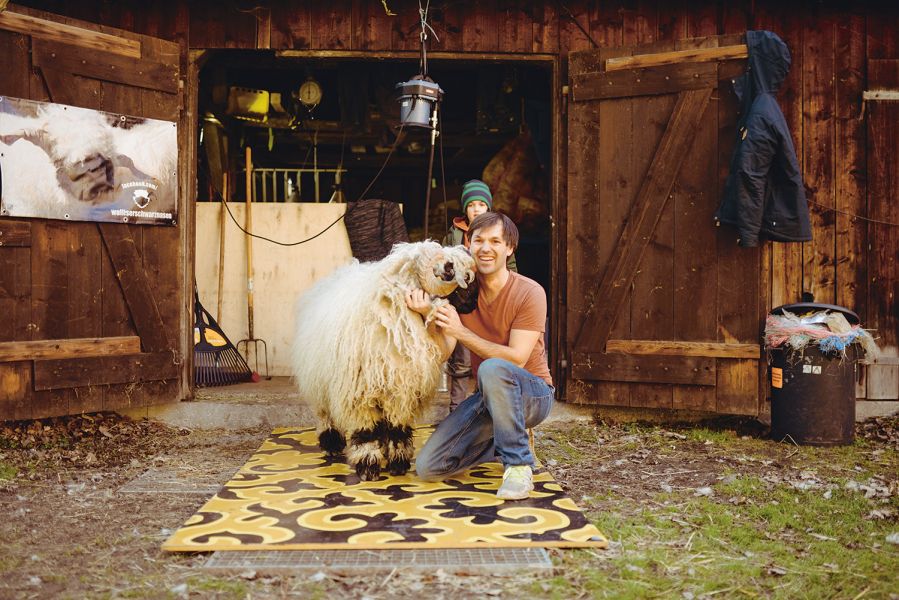 Nikolas Fricke with a Valais black-nosed sheep in front of the stable shearing