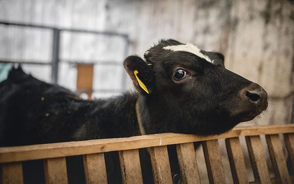 Calf in stable stretches its head over a barrier