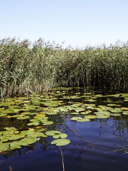 Water lillies in the water