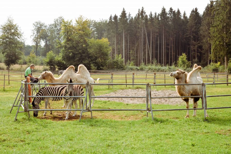 Kamele und Zebra stehen auf Koppel