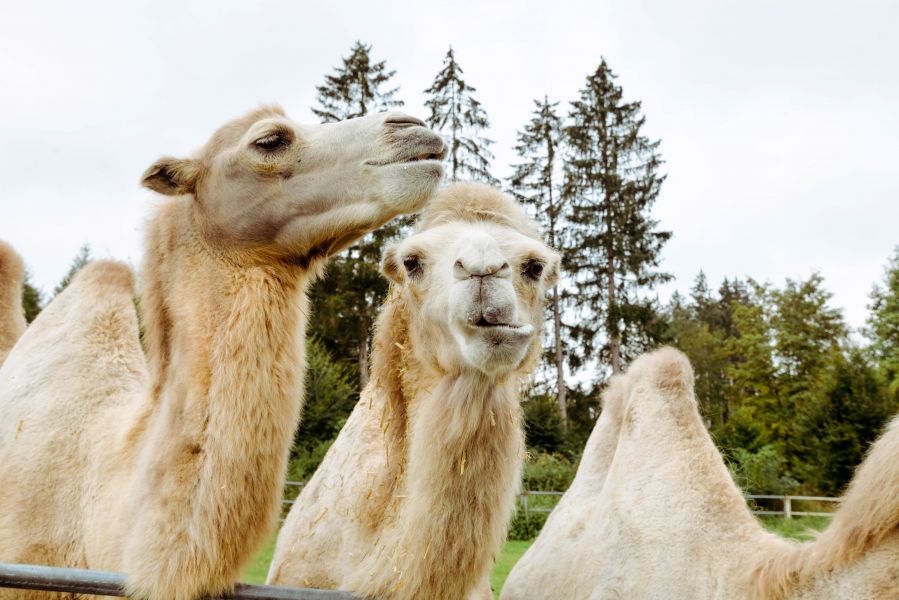 Three camels in a grazing paddock