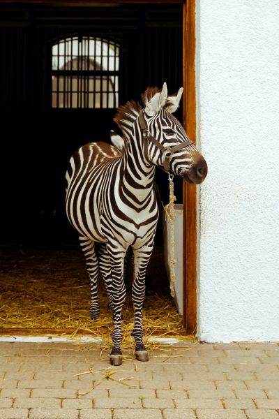 Zebra stands in front of stable