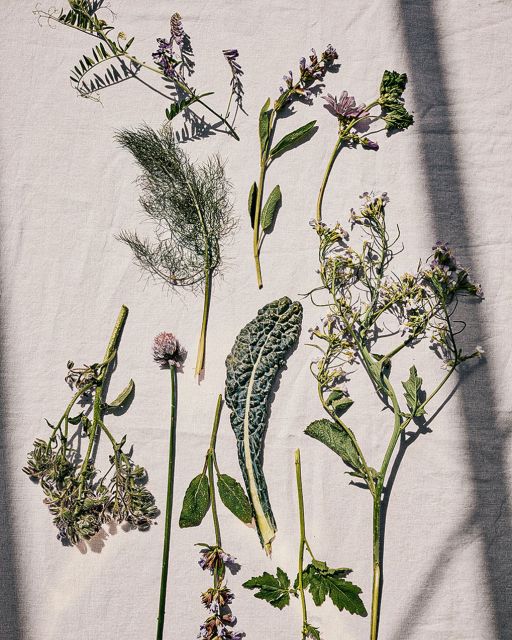 herbs on linen