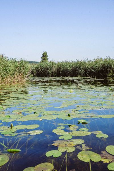 Water lilies in front of a mountain panorama