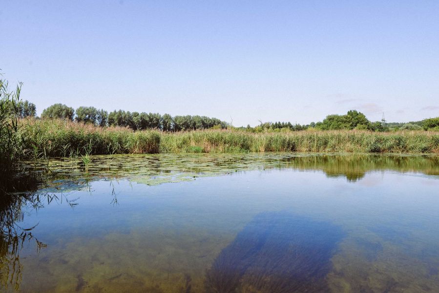 Lake with reeds in front of mountain panorama